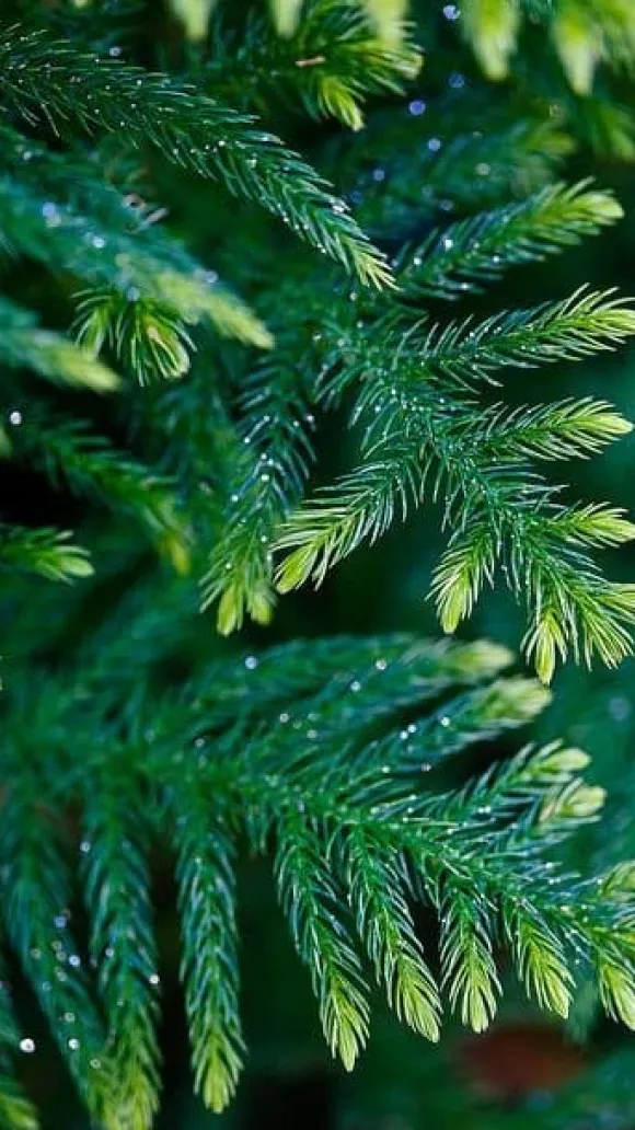 Multikomponent fjedergødning til thuja og nåletræer Emerald Complex 4kg