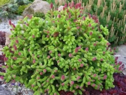 Multikomponent fjedergødning til thuja og nåletræer Emerald Complex 4kg