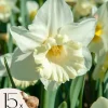 Narcisløg - Påskeliljer - Sæt x15 - Narcissus 'Mount Hood' - Blomsterløg - Gul