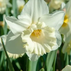 Narcisløg - Påskeliljer - Sæt x15 - Narcissus 'Mount Hood' - Blomsterløg - Gul