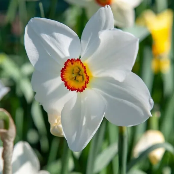 Narcisløg - Påskeliljer - Sæt med 30 - Narcissus 'Recurvus' - Blomsterløg - Hvid