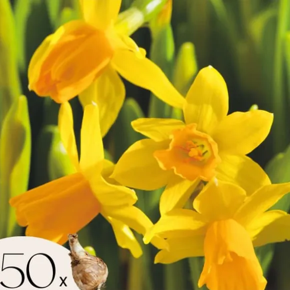 Narcisløg - Påskeliljer - Sæt x50 - Narcissus 'Tête-à-Tête' - Blomsterløg - Gul