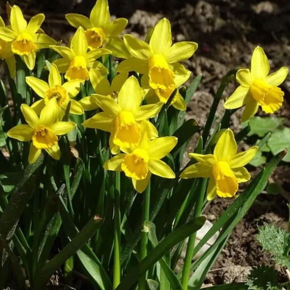 Narcisløg - Påskeliljer - Sæt x50 - Narcissus 'Tête-à-Tête' - Blomsterløg - Gul