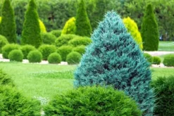 Nåletrægødning Thuja Granulat Havestart 2kg