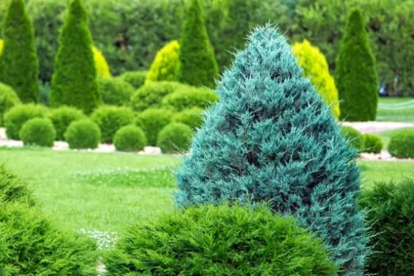 Nåletrægødning Thuja Granulat Havestart 2kg