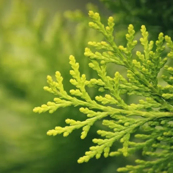 Nåletrægødning Thuja Granulat Havestart 2kg