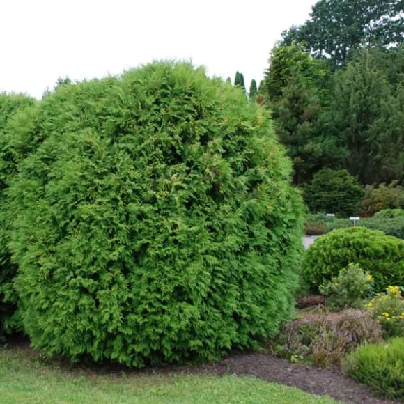 Nåletrægødning Thuja Granulat Havestart 2kg