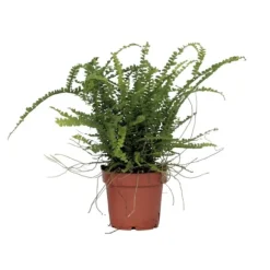 Nyrebregne - Nephrolepis Duffii - Højde 25-40cm - Pot 12cm