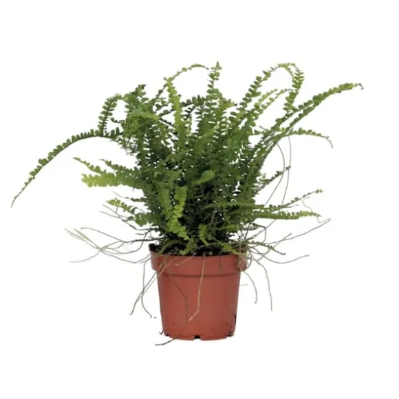 Nyrebregne - Nephrolepis Duffii - Højde 25-40cm - Pot 12cm