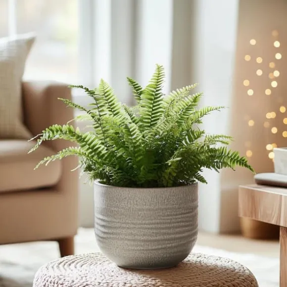 Nyrebregne - Nephrolepis Duffii - Højde 25-40cm - Pot 12cm