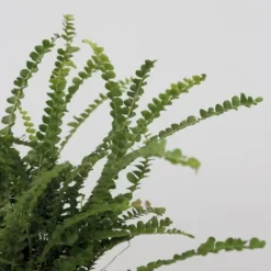 Nyrebregne - Nephrolepis Duffii - Højde 25-40cm - Pot 12cm