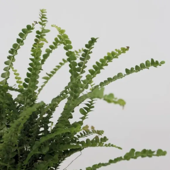 Nyrebregne - Nephrolepis Duffii - Højde 25-40cm - Pot 12cm