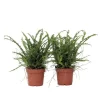 Nyrebregne - Sæt med 2 - Nephrolepis 'Duffii' - Højde 25-40cm - ⌀12cm