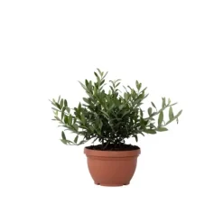 Olea bonsai i skala - Olea europaea - Højde 30-40cm - ⌀21cm