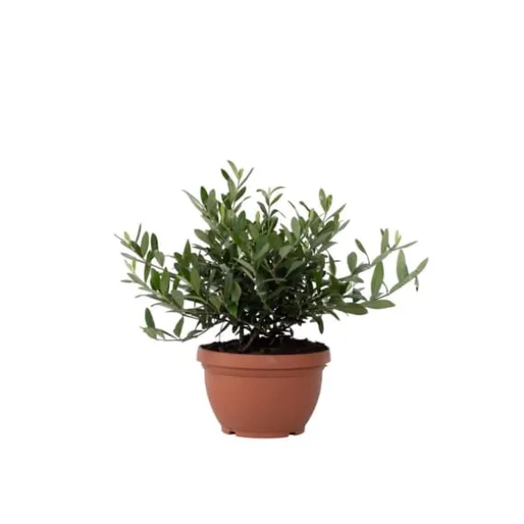 Olea bonsai i skala - Olea europaea - Højde 30-40cm - ⌀21cm