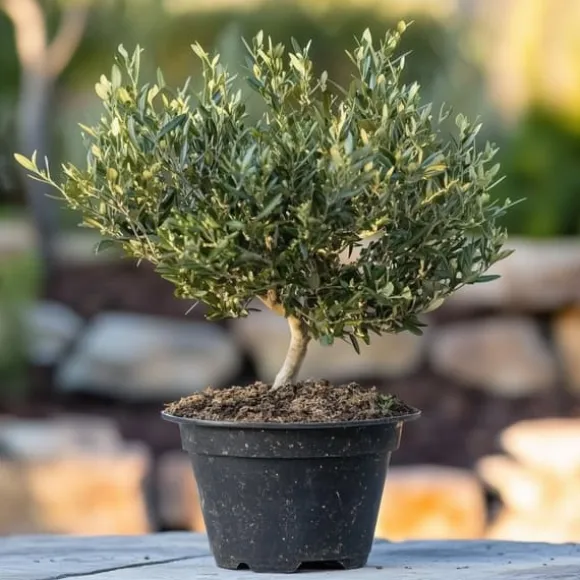 Olea bonsai i skala - Olea europaea - Højde 30-40cm - ⌀21cm