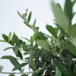 Olea bonsai i skala - Olea europaea - Højde 30-40cm - ⌀21cm