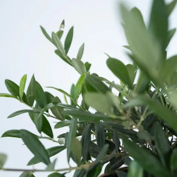 Olea bonsai i skala - Olea europaea - Højde 30-40cm - ⌀21cm