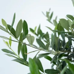 Olea bonsai i skala - Olea europaea - Højde 30-40cm - ⌀21cm