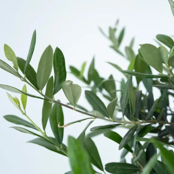 Olea bonsai i skala - Olea europaea - Højde 30-40cm - ⌀21cm