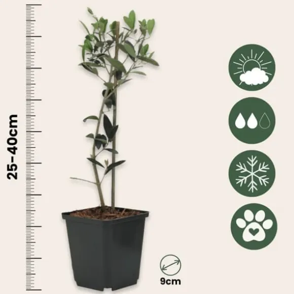 Olivenbusk - Sæt med 2 - Olea europaea - Højde 25-40cm - ⌀9cm