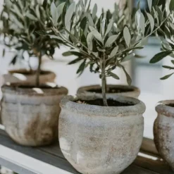 Olivenbusk - Sæt med 2 - Olea europaea - Højde 25-40cm - ⌀9cm
