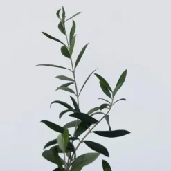 Olivenbusk - Sæt med 2 - Olea europaea - Højde 25-40cm - ⌀9cm