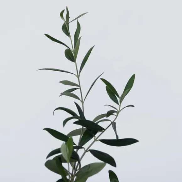 Olivenbusk - Sæt med 2 - Olea europaea - Højde 25-40cm - ⌀9cm