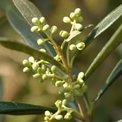 Oliventræ - Olea europaea - Højde 155-170cm - ⌀19cm
