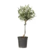 Oliventræ - Olea europaea - H⌀jde 45-55cm - ⌀14cm
