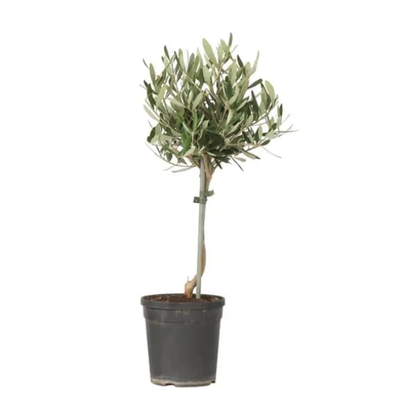 Oliventræ - Olea europaea - H⌀jde 45-55cm - ⌀14cm