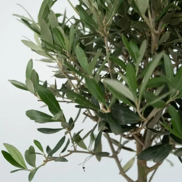Oliventræ - Olea europaea - H⌀jde 45-55cm - ⌀14cm