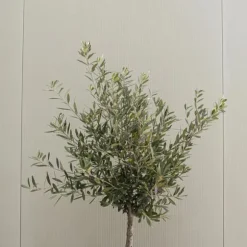 Oliventræ - Olea europaea - Højde 90-100cm - ⌀21cm