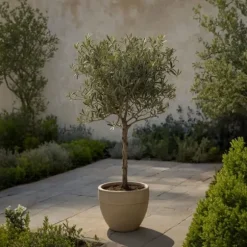 Oliventræ - Olea europaea - Højde 60-70cm - ⌀17cm