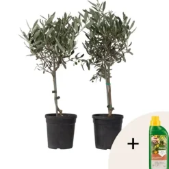 Oliventræ - Sæt med 2 - Olea europaea - Højde 50-60cm - ⌀14cm