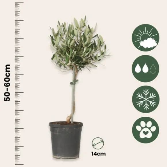 Oliventræ - Sæt med 2 - Olea europaea - Højde 50-60cm - ⌀14cm