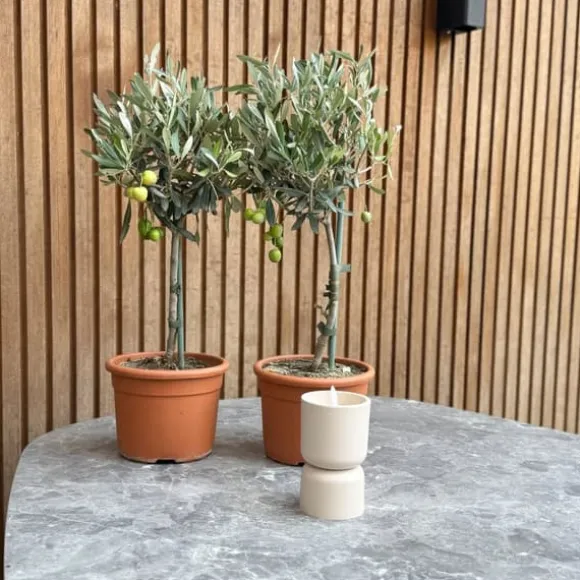 Oliventræ - Sæt med 2 - Olea europaea - Højde 50-60cm - ⌀14cm