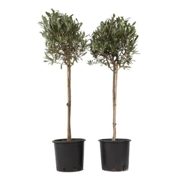 Oliventræ - Sæt med 2 - Olea europaea - Højde 90-100cm - ⌀21cm