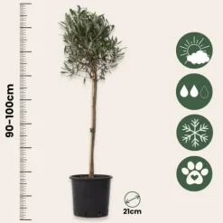 Oliventræ - Sæt med 2 - Olea europaea - Højde 90-100cm - ⌀21cm