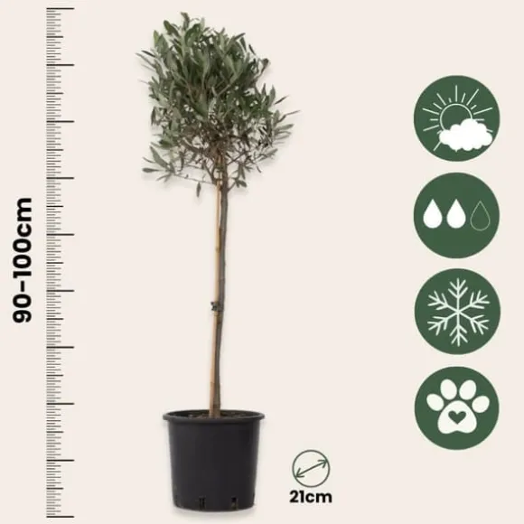 Oliventræ - Sæt med 2 - Olea europaea - Højde 90-100cm - ⌀21cm