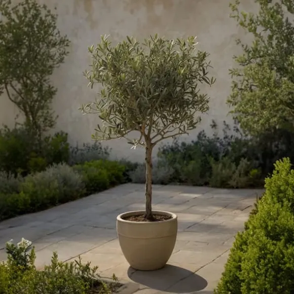 Oliventræ - Sæt med 2 - Olea europaea - Højde 90-100cm - ⌀21cm