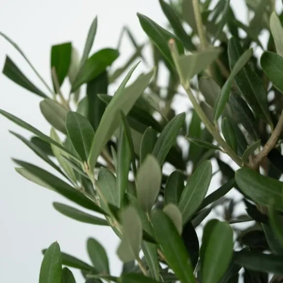 Oliventræ - Sæt med 2 - Olea europaea - Højde 90-100cm - ⌀21cm