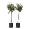 Oliventræ - Sæt med 2 - Olea europaea - Højde 80-90cm - ⌀19cm