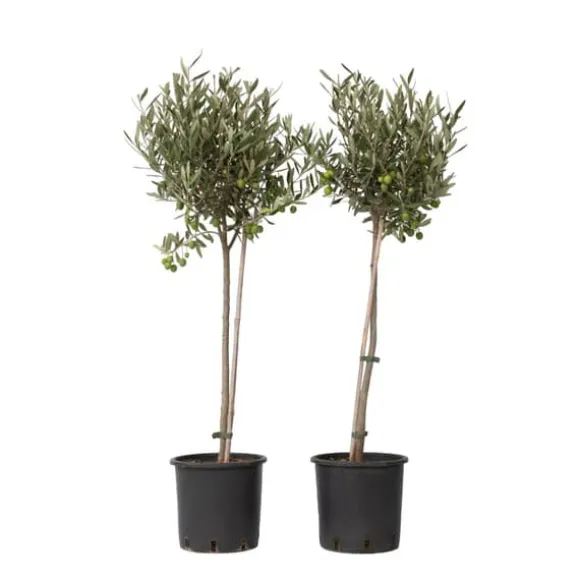 Oliventræ - Sæt med 2 - Olea europaea - Højde 80-90cm - ⌀19cm