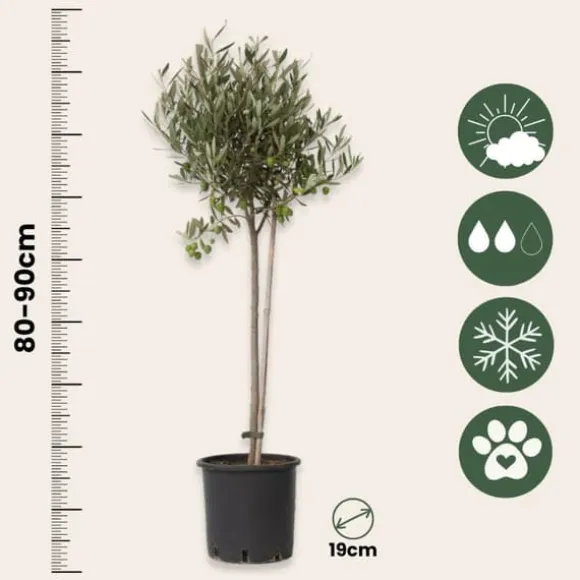 Oliventræ - Sæt med 2 - Olea europaea - Højde 80-90cm - ⌀19cm