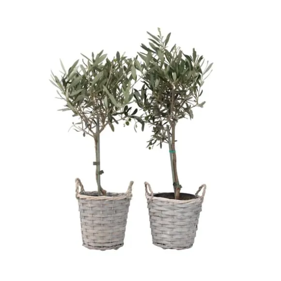 Oliventræ - Sæt med 2 - Olea europaea - Højde 50-60cm - ⌀14cm