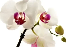 ORCHID STRONG - ORCHID BALSAM APPLIKATOR 30 ML
