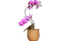 ORCHID STRONG - ORCHID BALSAM APPLIKATOR 30 ML