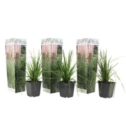 Pampasgræs - Sæt med 3 - Cortaderia selloana - Højde 25-40cm - ⌀9cm