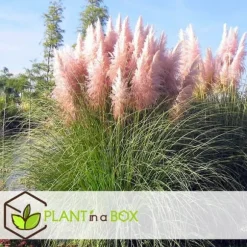 Pampasgræs - Sæt med 3 - Cortaderia selloana - Højde 25-40cm - ⌀9cm